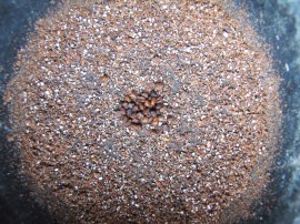 IMG_2793_groundcardamom