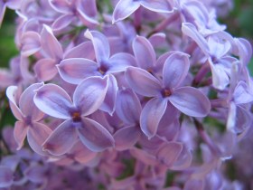 IMG_4239_lilacscloseup