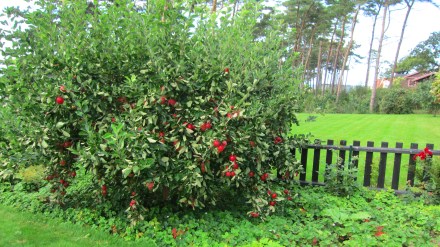IMG_9282_apple tree
