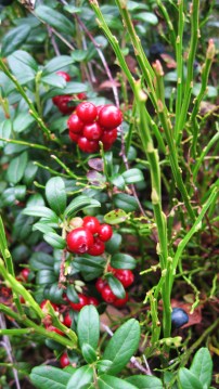 IMG_0001_lingonberries