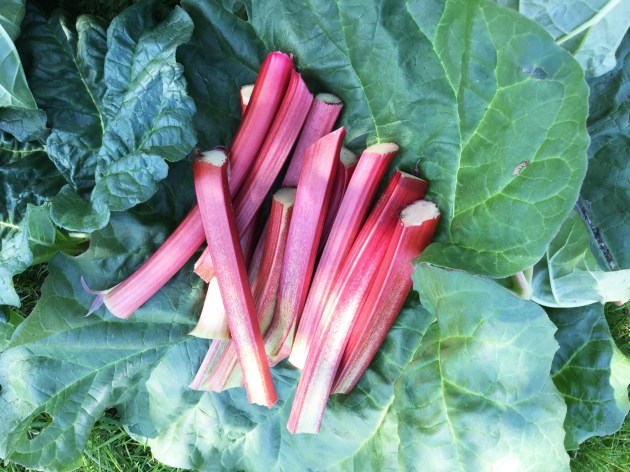 rhubarb cut